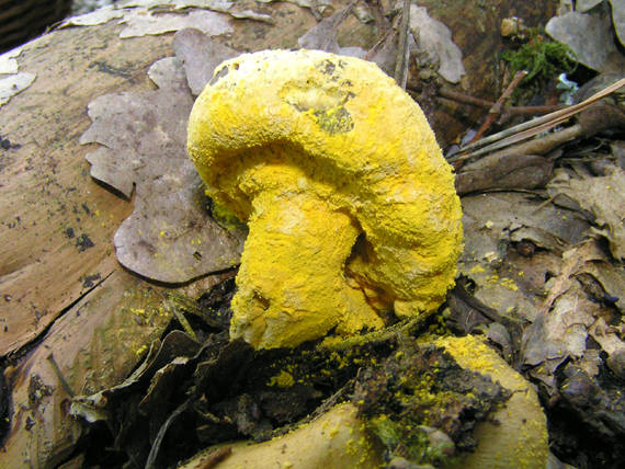 hubožer zlatožltý Hypomyces chrysospermus Tul. & C. Tul.