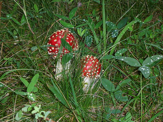 muchtravky z rozpavky Amanita muscaria (L.) Lam.