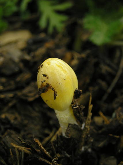 hnojovec žltý Bolbitius titubans (Bull.) Fr.
