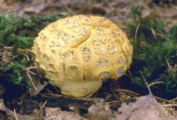 pestřec obecný - Pestrec obyčajný Scleroderma citrinum Pers.