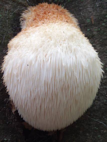 koralovec Ježovitý Hericium erinaceus (Bull.) Pers.