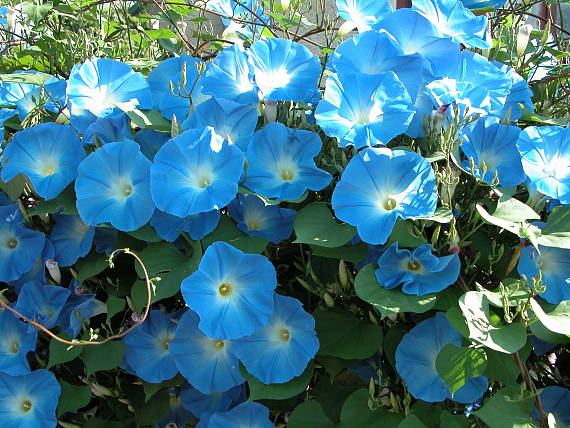 povojník Ipomoea sp.