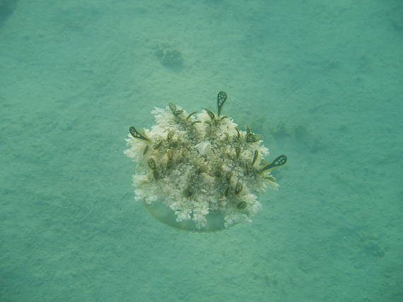 medúza Cassiopea andromeda