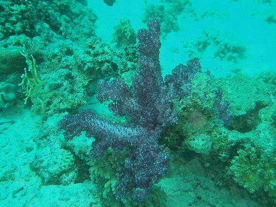 mäkký koral Dendronephthya sp.