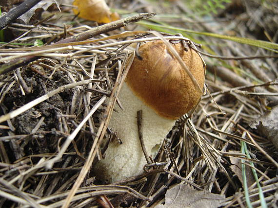 červeňak Leccinum albostipitatum den Bakker & Noordel.
