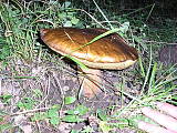 dubák nájdený v noci