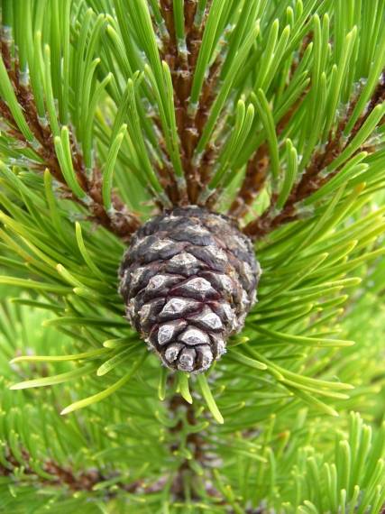 borovica horská (kosodrevina) Pinus mugo  Turra