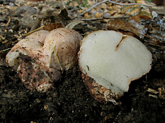 koreňovec Rhizopogon