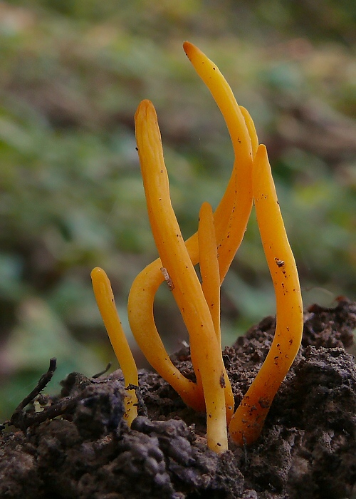 pakonárovka oranžová Clavulinopsis helvola (Pers.) Corner