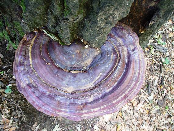 lesklokôrovka Ganoderma sp.