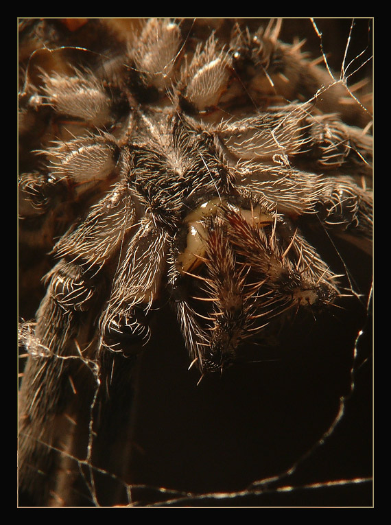 pavúk  Araneus diadematus