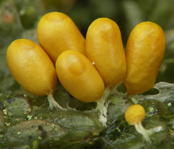 leskloplodka krehká Leocarpus fragilis (Dicks.) Rostaf.