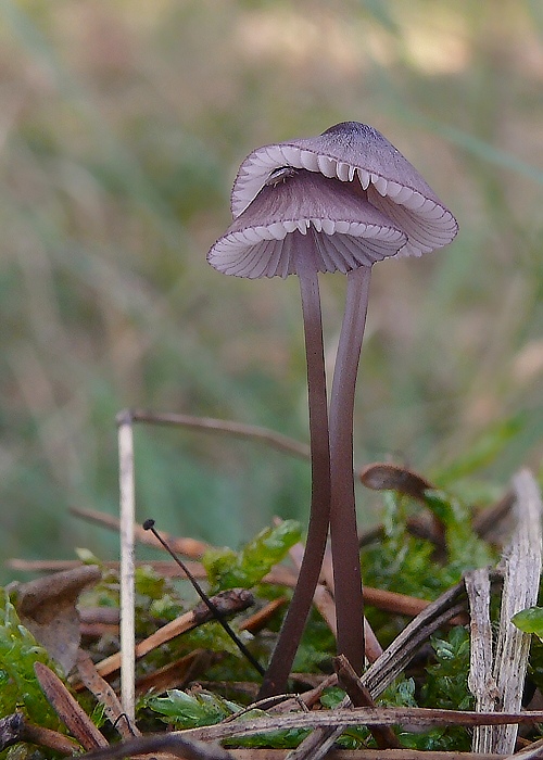 prilbička fialovookrajová Mycena purpureofusca (Peck) Sacc.