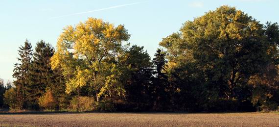 jesenné stromy II