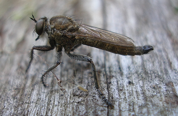 muchárka Philonicus albiceps (Asilidae, Diptera).