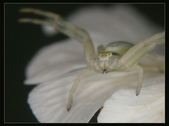 pavúk Thomisidae (samica) Misumena vatia