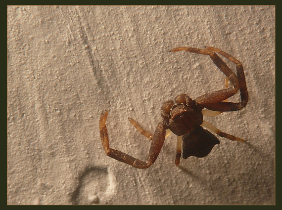 pavúk     (samček) Thomisidae
