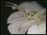 pavúk Thomisidae (samica)