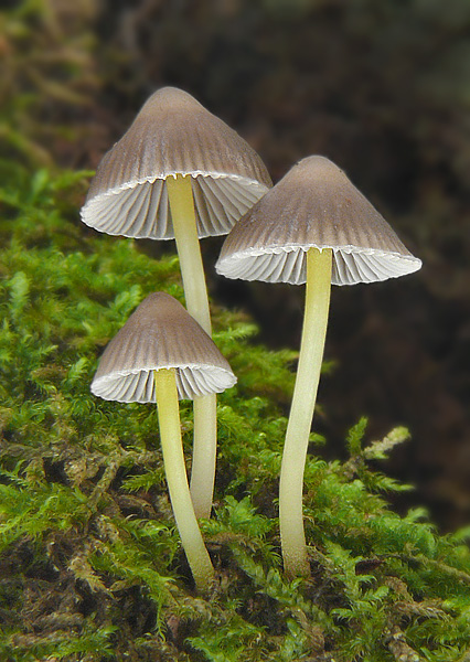 prilbička slizká želatínová Mycena epipterygia var. viscosa (Secr. ex Maire) Ricken