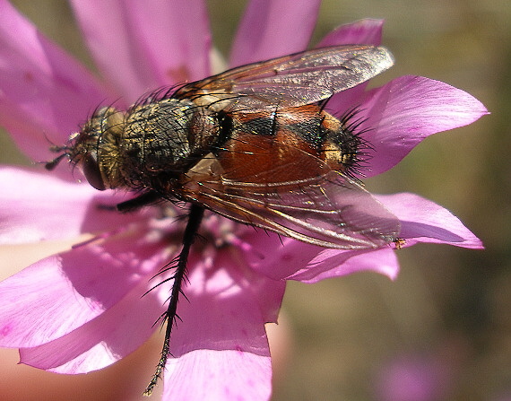 bystruša tmavonohá Tachina magnicornis  (Diptera, Tachinidae).