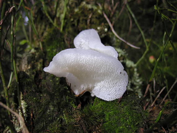 pajelenka želatínová Pseudohydnum gelatinosum (Scop.) P. Karst.