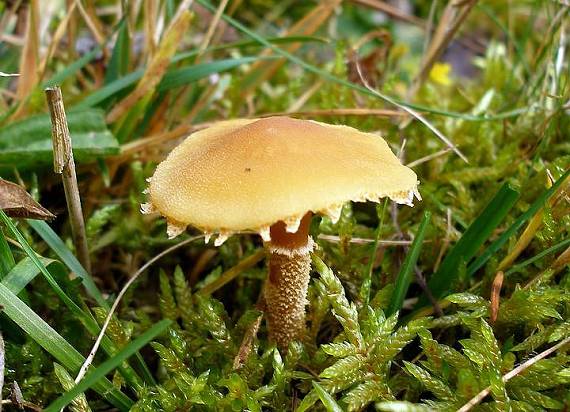 zrnivka okrová Cystoderma amianthinum (Scop.) Fayod