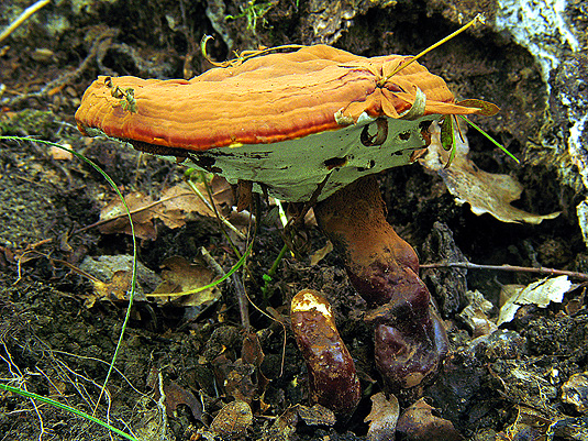 lesklokôrovka obyčajná Ganoderma lucidum (Curtis) P. Karst.