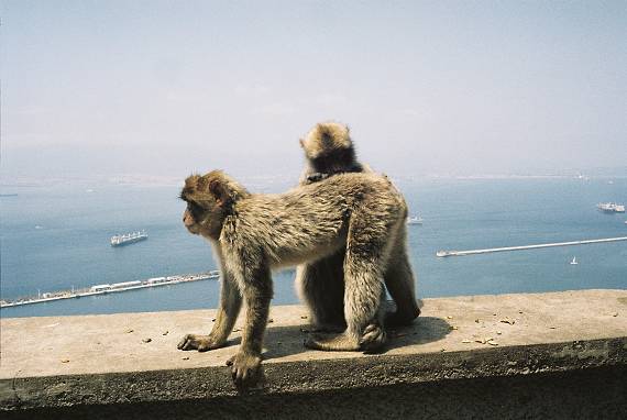 miestne opice Gibraltar