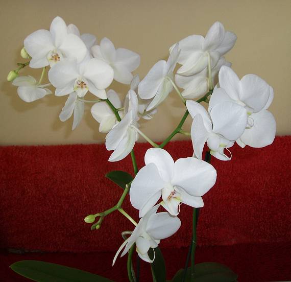 orchidea Phalaenopsis sp.