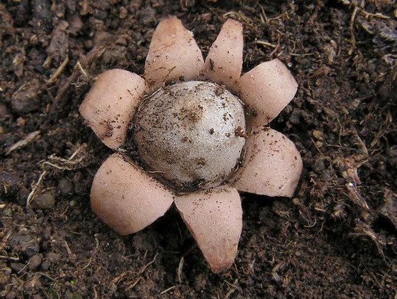 hviezdovka kvetovitá Geastrum floriforme Vittad.