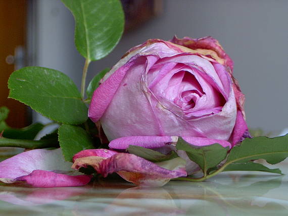 ruža Rosa sp.