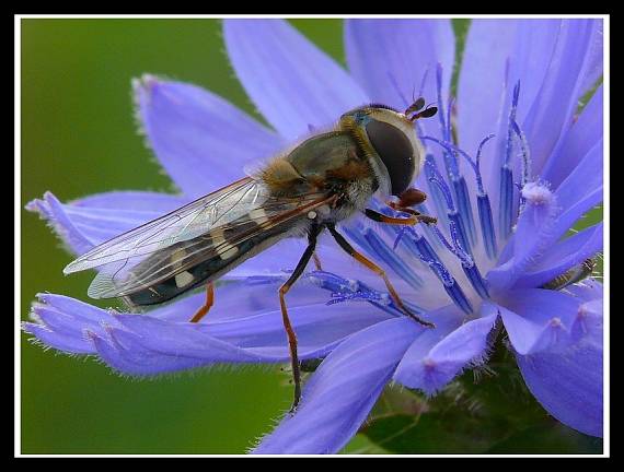 pestrica Scaeva pyrastri