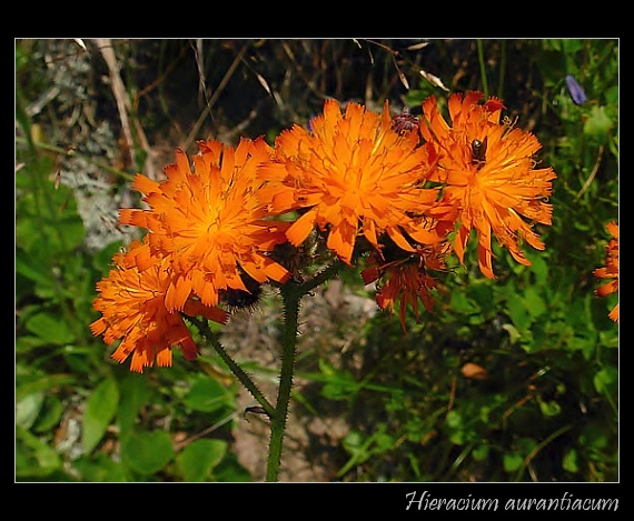 jastrabník pomarančový Pilosella aurantiaca (L.) F. W. Schultz et Sch. Bip.