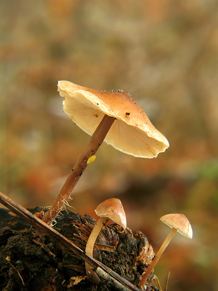 peniazka šišková Baeospora myosura (Fr.) Singer