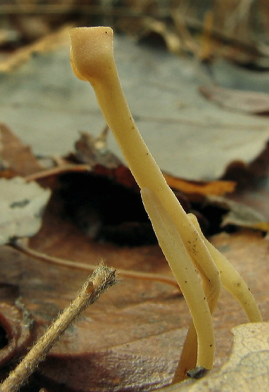kyjovka rúrkovitá Macrotyphula fistulosa (Holmsk.) R.H. Petersen