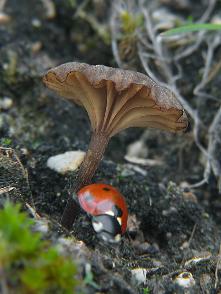 oblúkovka Camarophyllopsis sp.