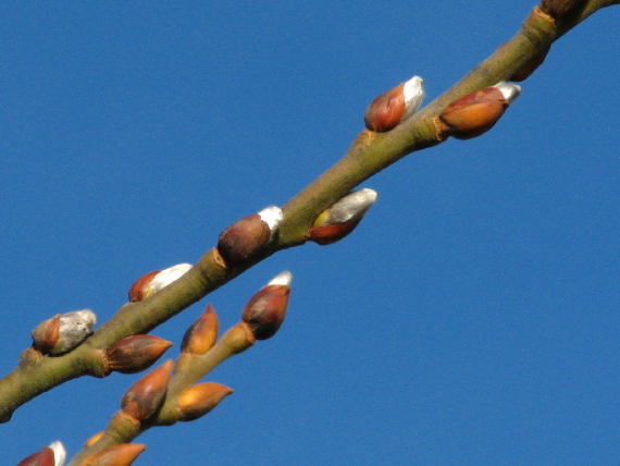 oni pučia (vŕba rakyta) Salix caprea L.