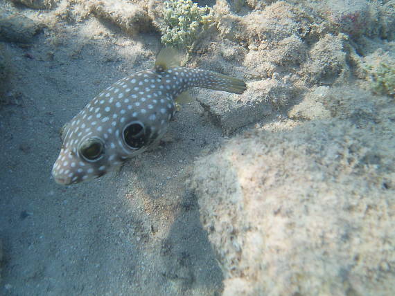white-spotted puffer Arothron hispidus