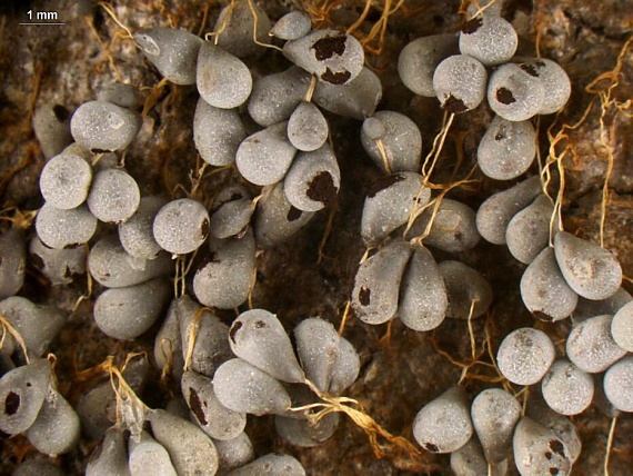 slizovka - Badhamovka láčkovitá Badhamia utricularis (Bull.) Chevall.