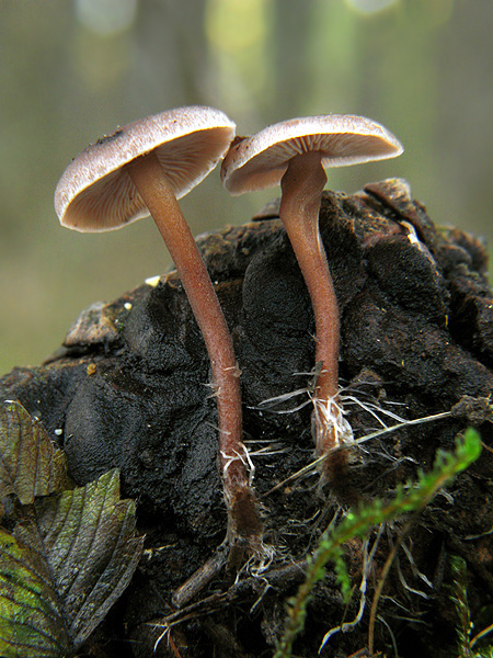 peniazka šišková Baeospora myosura (Fr.) Singer