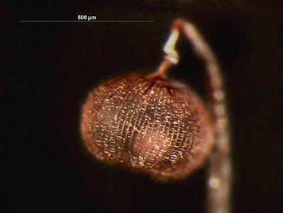 slizovka - Řešetovka mřížkovitá Cribraria cancellata (Batsch) Nann.-Bremek.