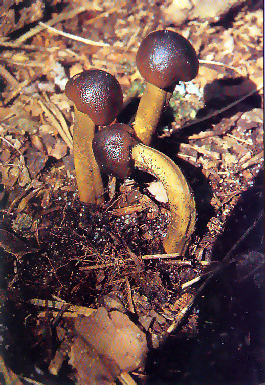 žezlovka veĺkovýtrusná Elaphocordyceps longisegmentum (Ginns) G.H. Sung, J.M. Sung & Spatafora