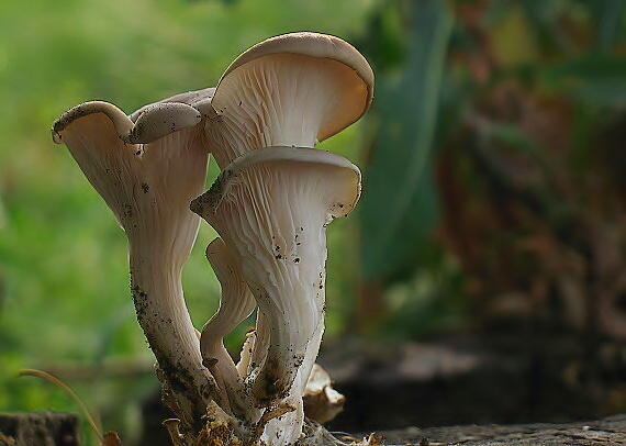hliva buková Pleurotus pulmonarius (Fr.) Quél.