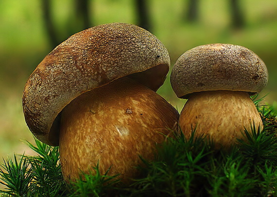 hríb bronzový Boletus aereus Bull. ex Fr.