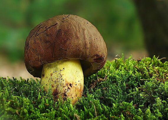 hríb príveskatý Butyriboletus appendiculatus (Schaeff. ex Fr.) Secr.