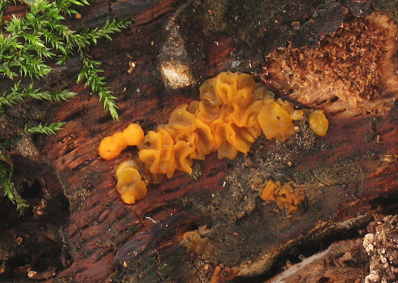 slzovec oranžovočervený Dacrymyces chrysospermus Berk. & M.A. Curtis