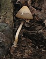 drobuľka