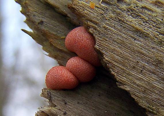 vlčinka červená Lycogala epidendrum (J.C. Buxb. ex L.) Fr.