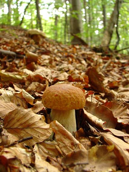 hríb dubový Boletus reticulatus Schaeff.