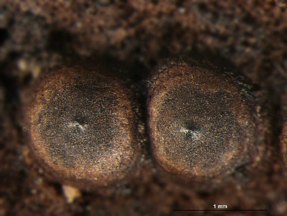 rozelínia vlnatá Rosellinia corticium (Schwein.) Sacc.